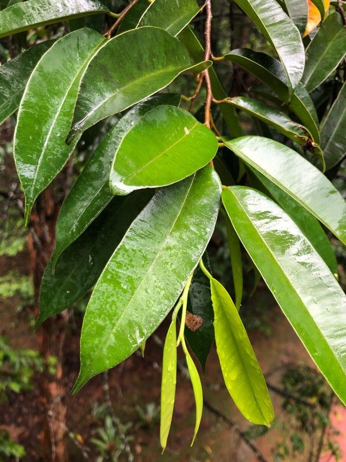 Dryobalanops oblongifolia — related species from the same genus
