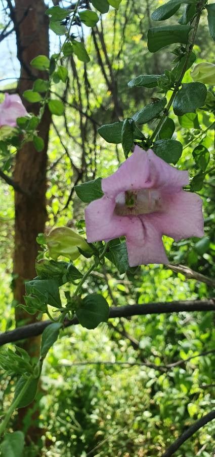 Ghikaea speciosa flower