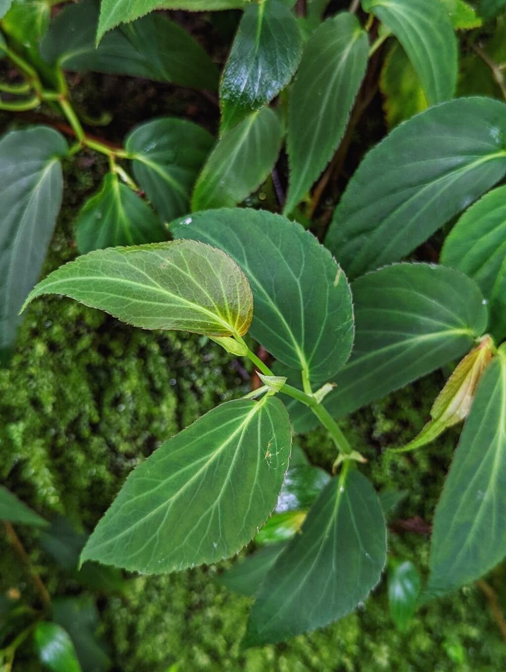 Begonia meridensis leaf