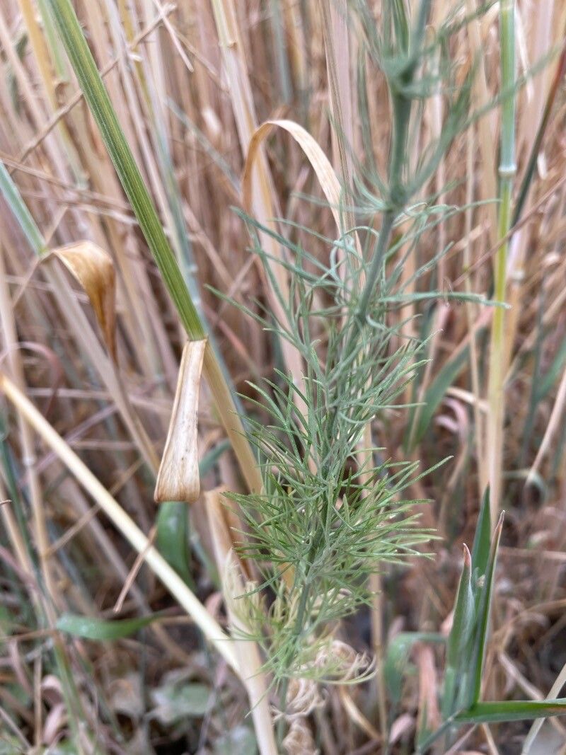 Delphinium hispanicum — search result for 'Delphinium'