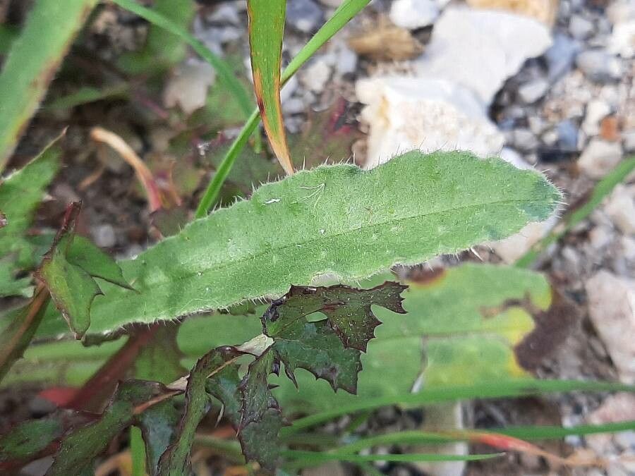Nonea vesicaria leaf