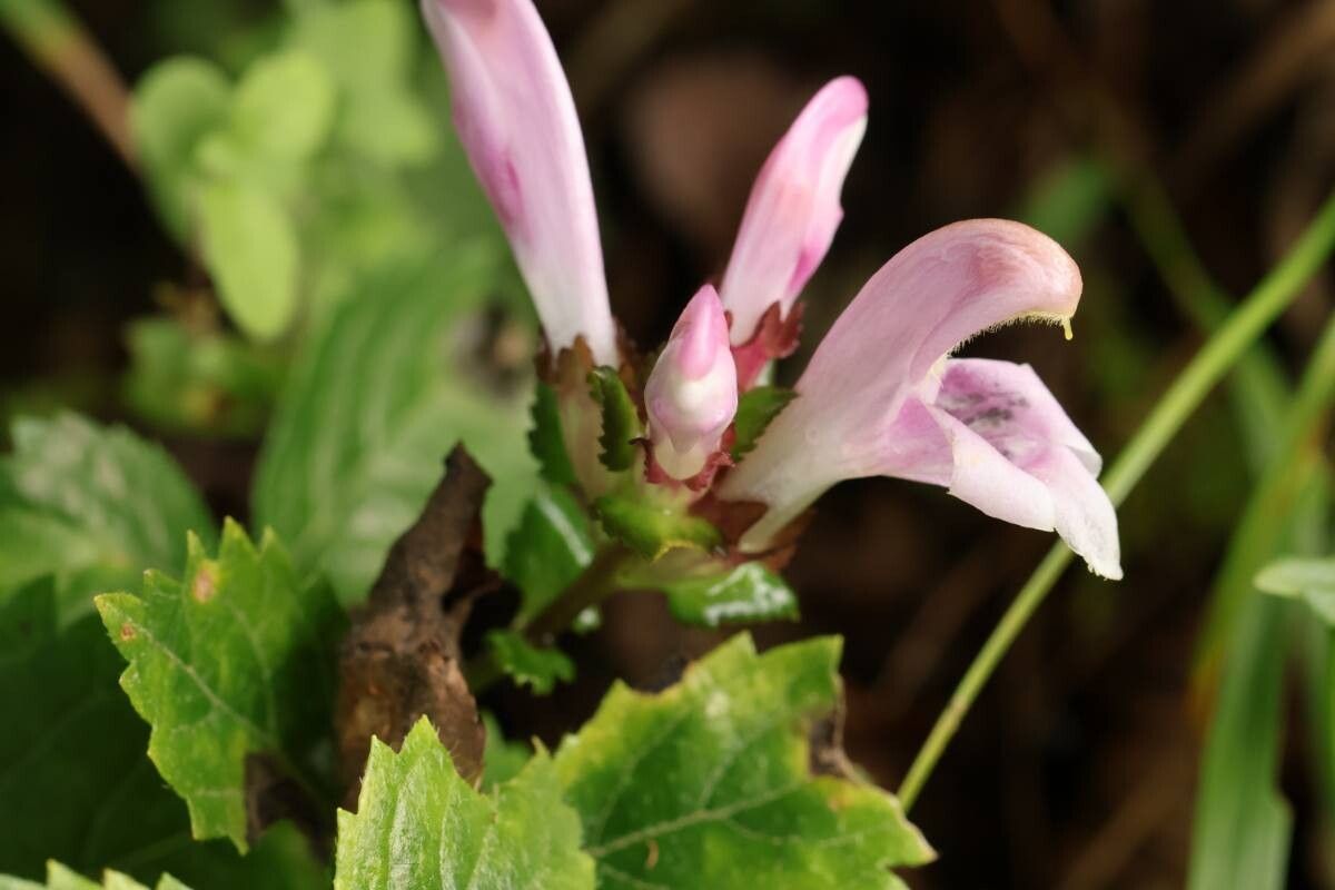Pedicularis gloriosa — houseplant care guide