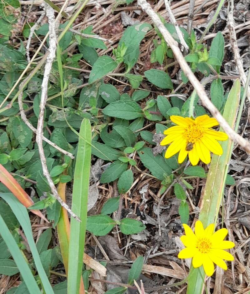 Wedelia montevidensis habit