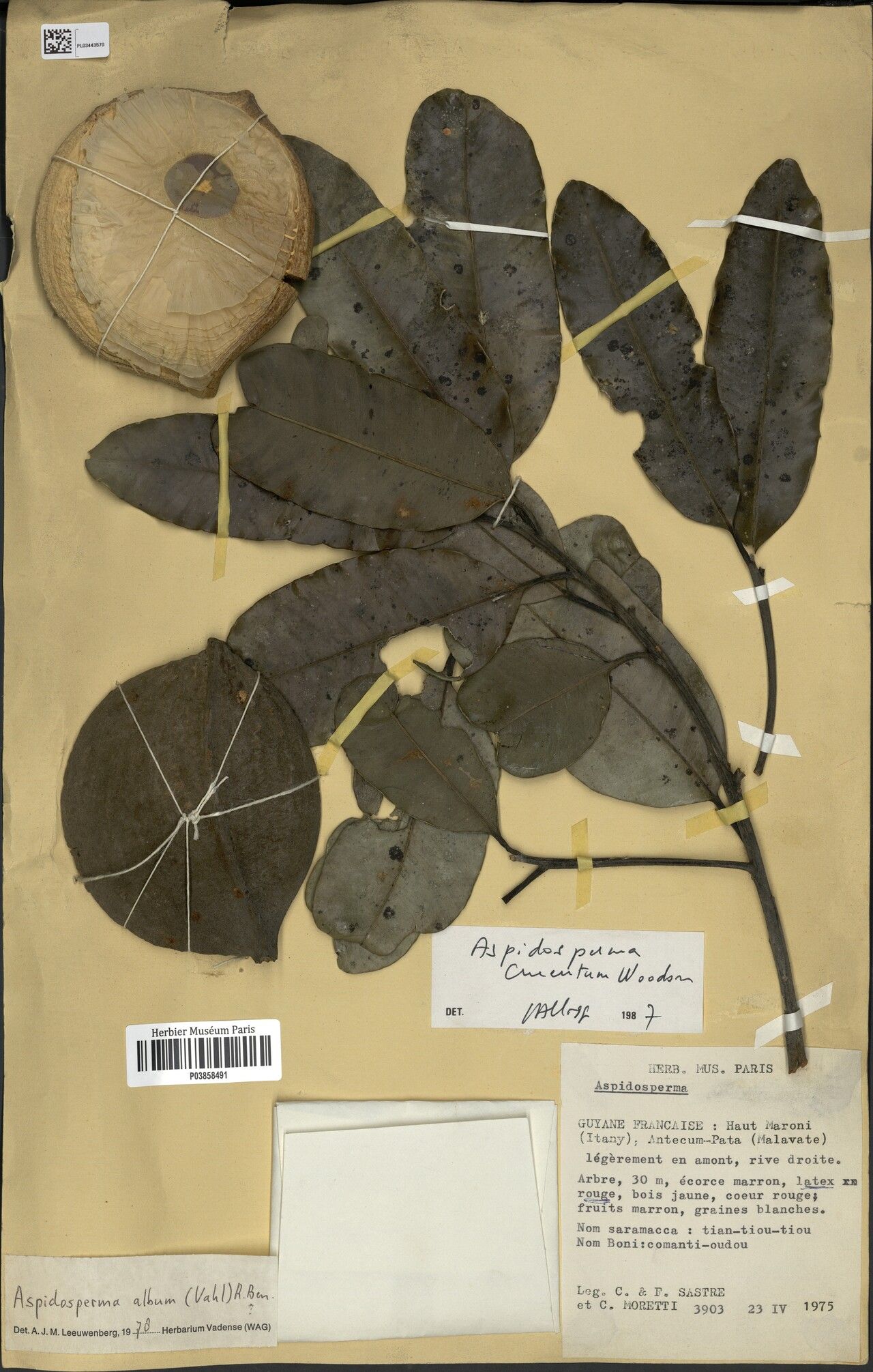 Aspidosperma eteanum — houseplant care guide