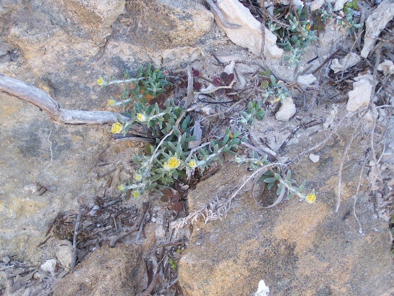 Helichrysum fontanesii habit
