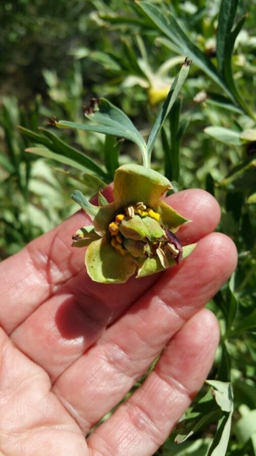 Paeonia californica flower