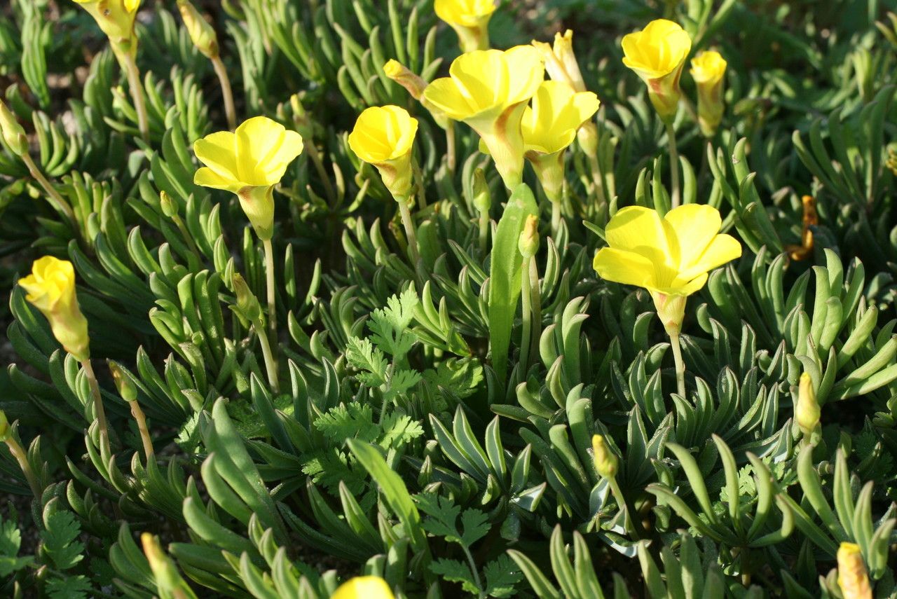 Oxalis flava habit