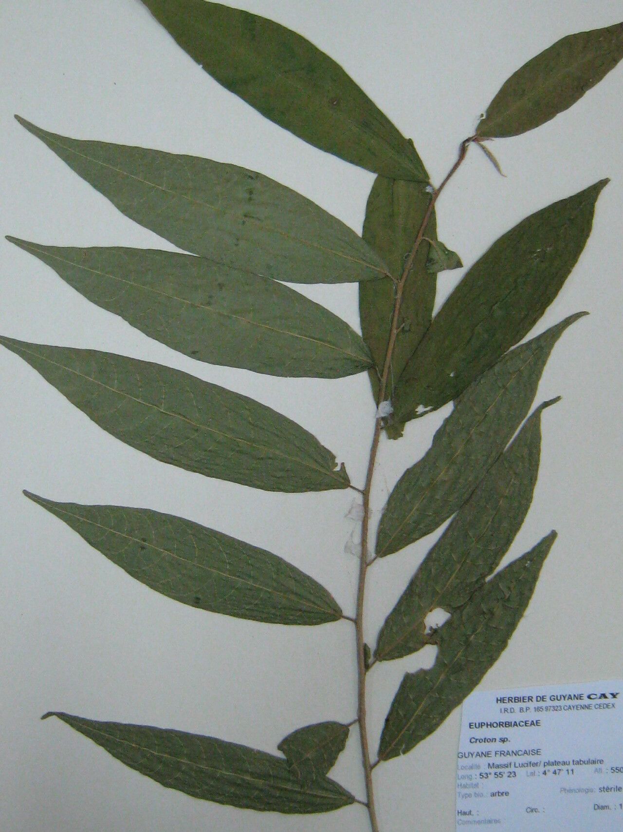 Croton cajucara other