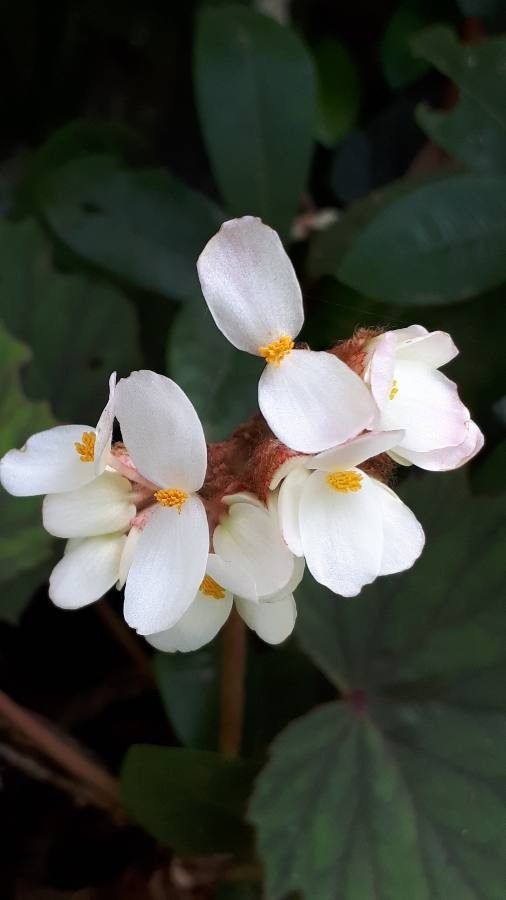 Begonia minor flower