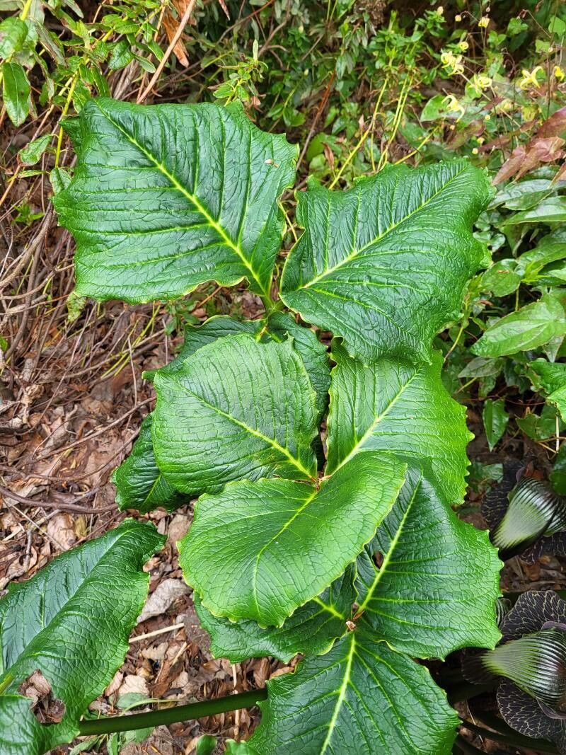 Arisaema griffithii — search result for 'Arisaema'