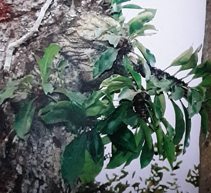 Myrmecodia horrida — related species from the same genus