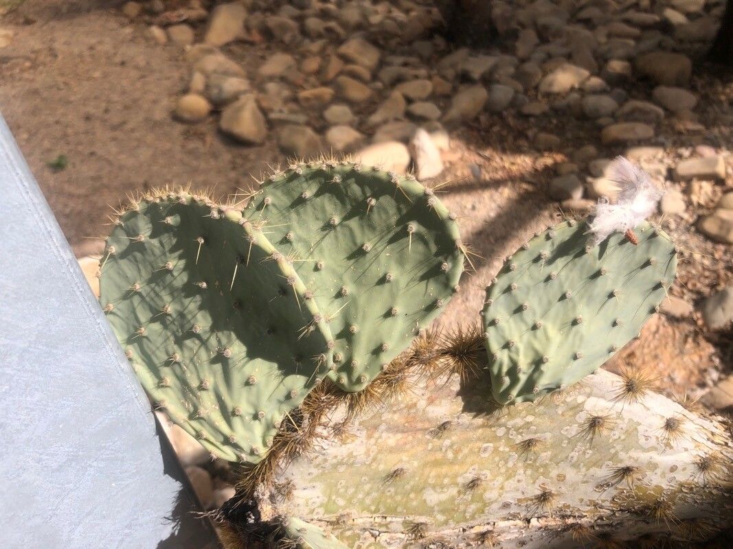 Opuntia aciculata leaf