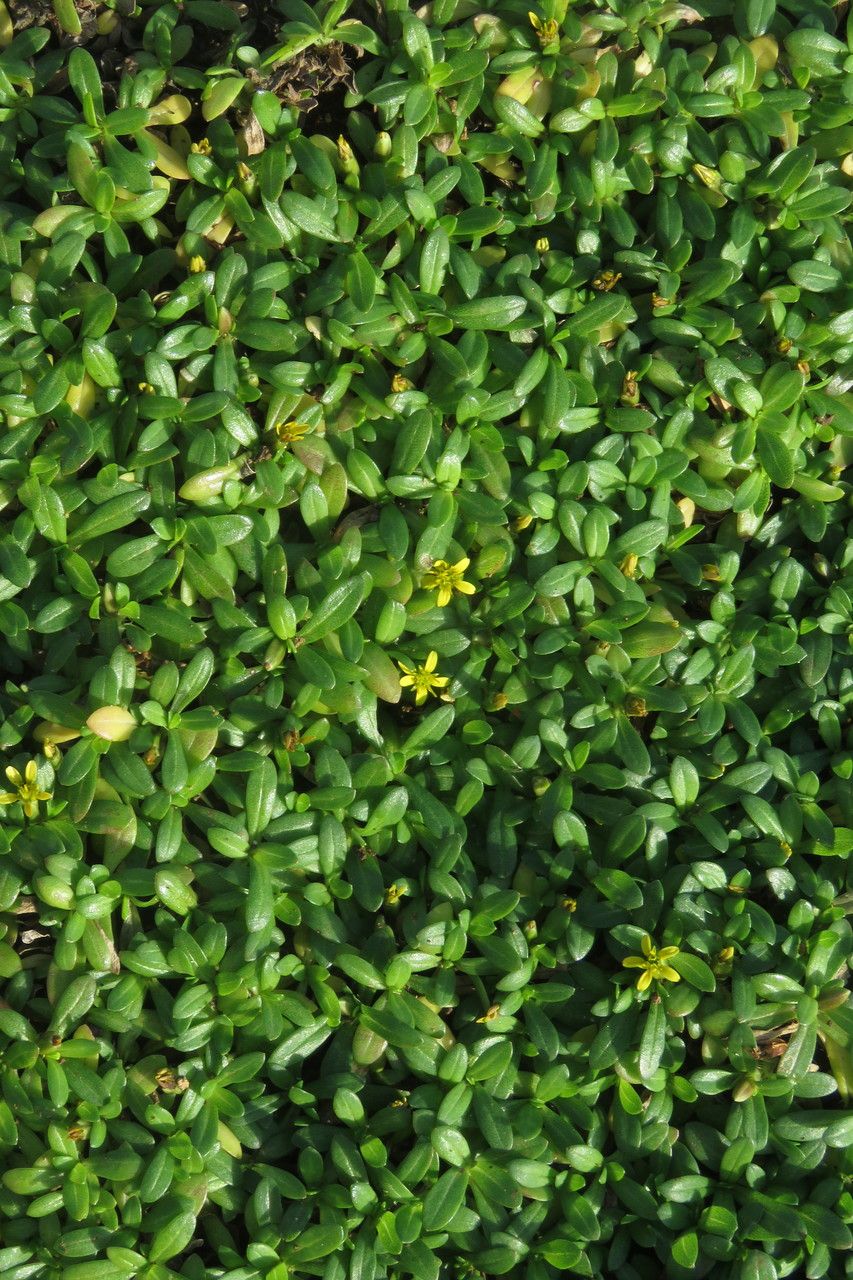 Pectis humifusa habit