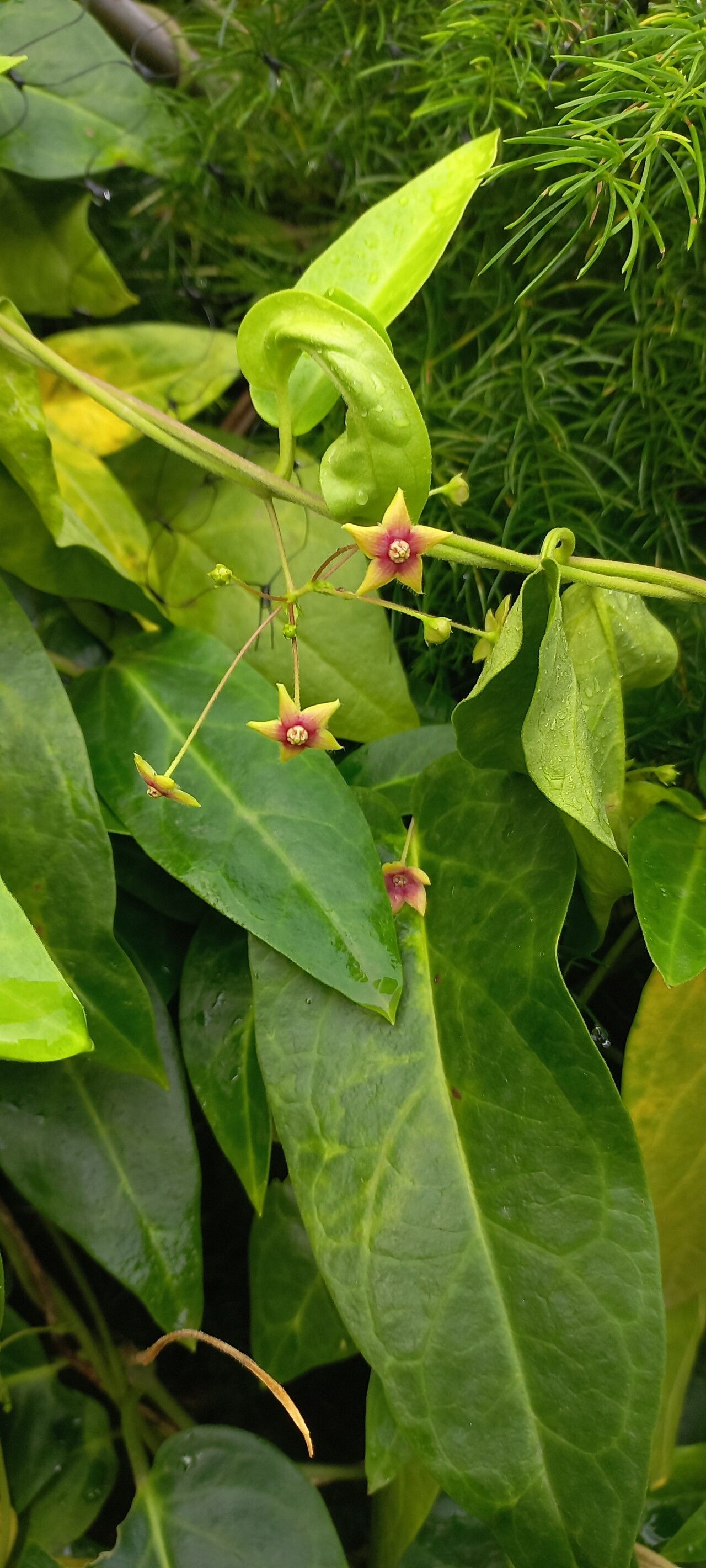 Vincetoxicum indicum — search result for 'Vincetoxicum'