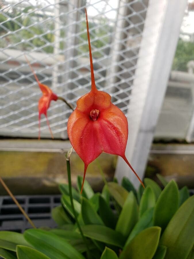 Masdevallia veitchiana flower