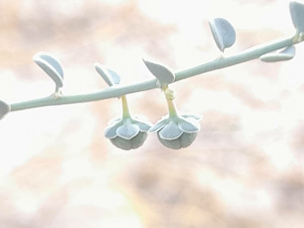 Andrachne telephioides fruit