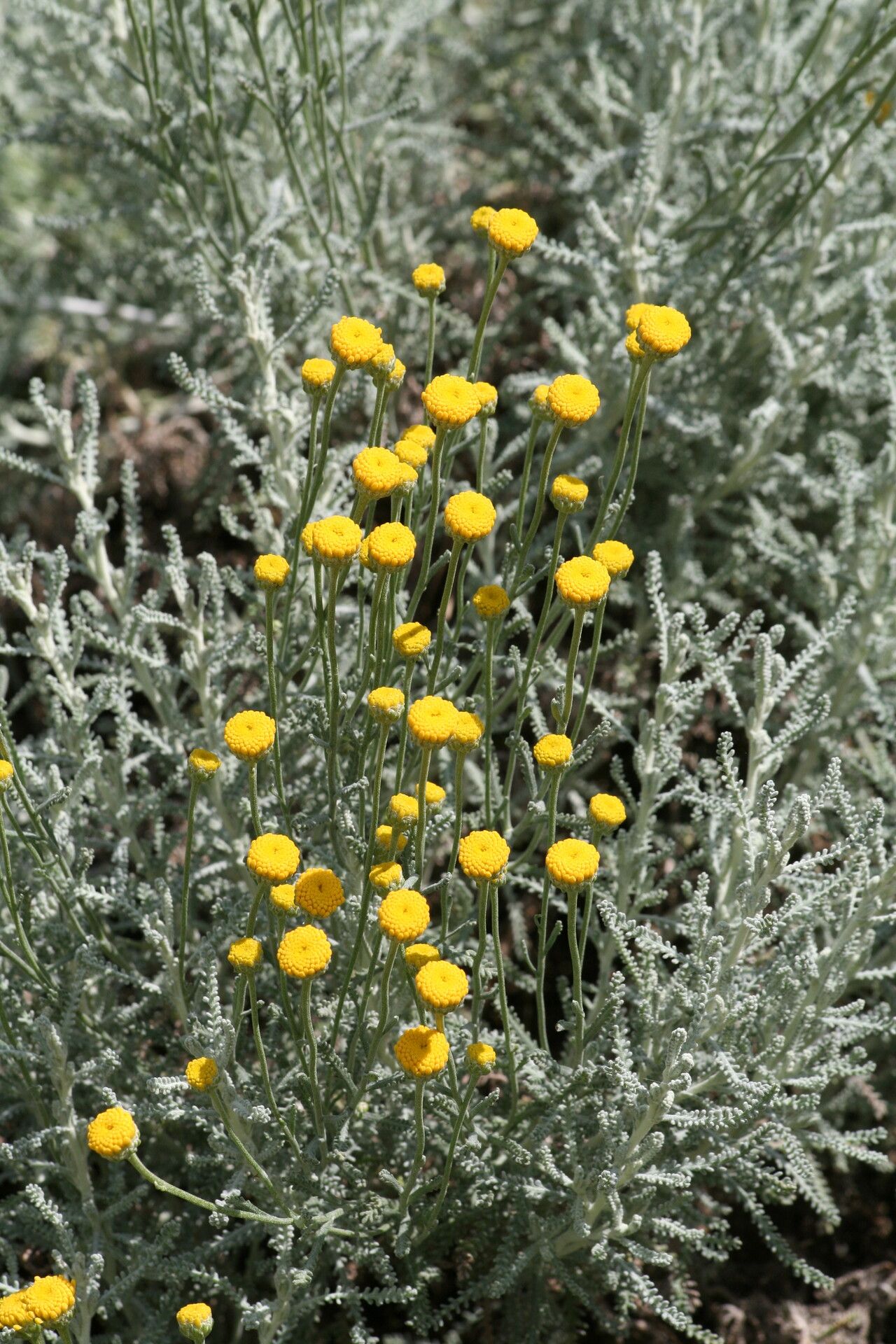 Santolina insularis flower