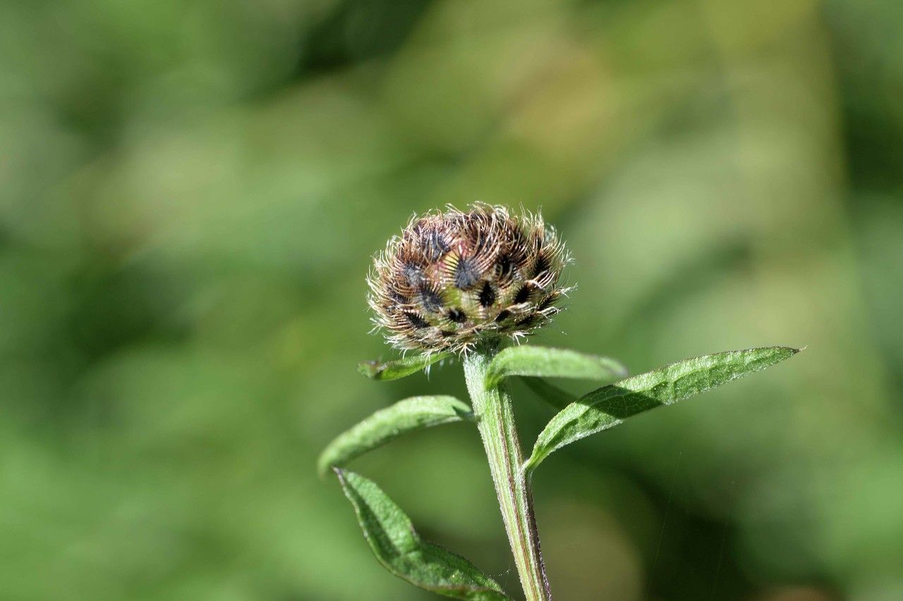 Centaurea decipiens fruit