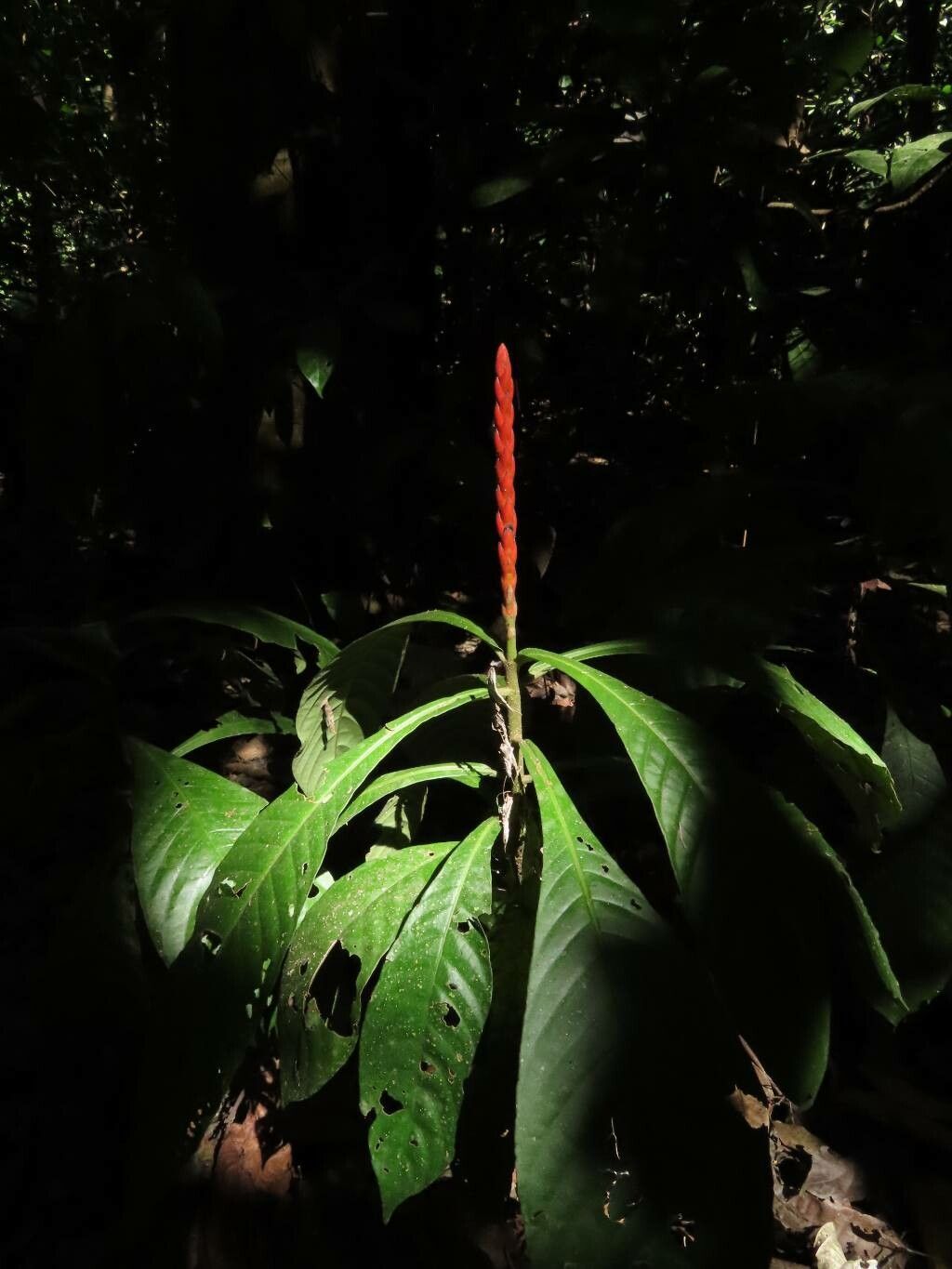 Aphelandra lingua-bovis — search result for 'Aphelandra'