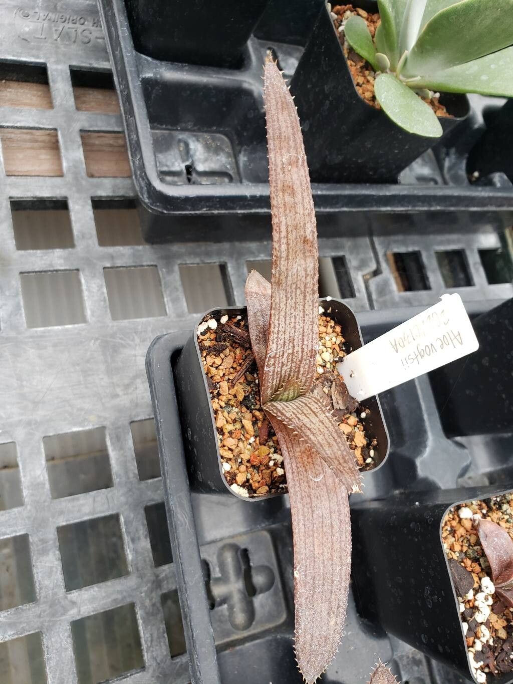 Aloe vogtsii — houseplant care guide