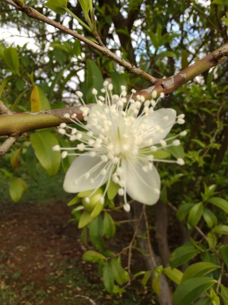 Eugenia involucrata flower