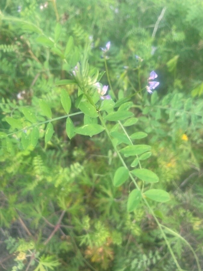 Vicia ludoviciana — search result for 'Vicia'