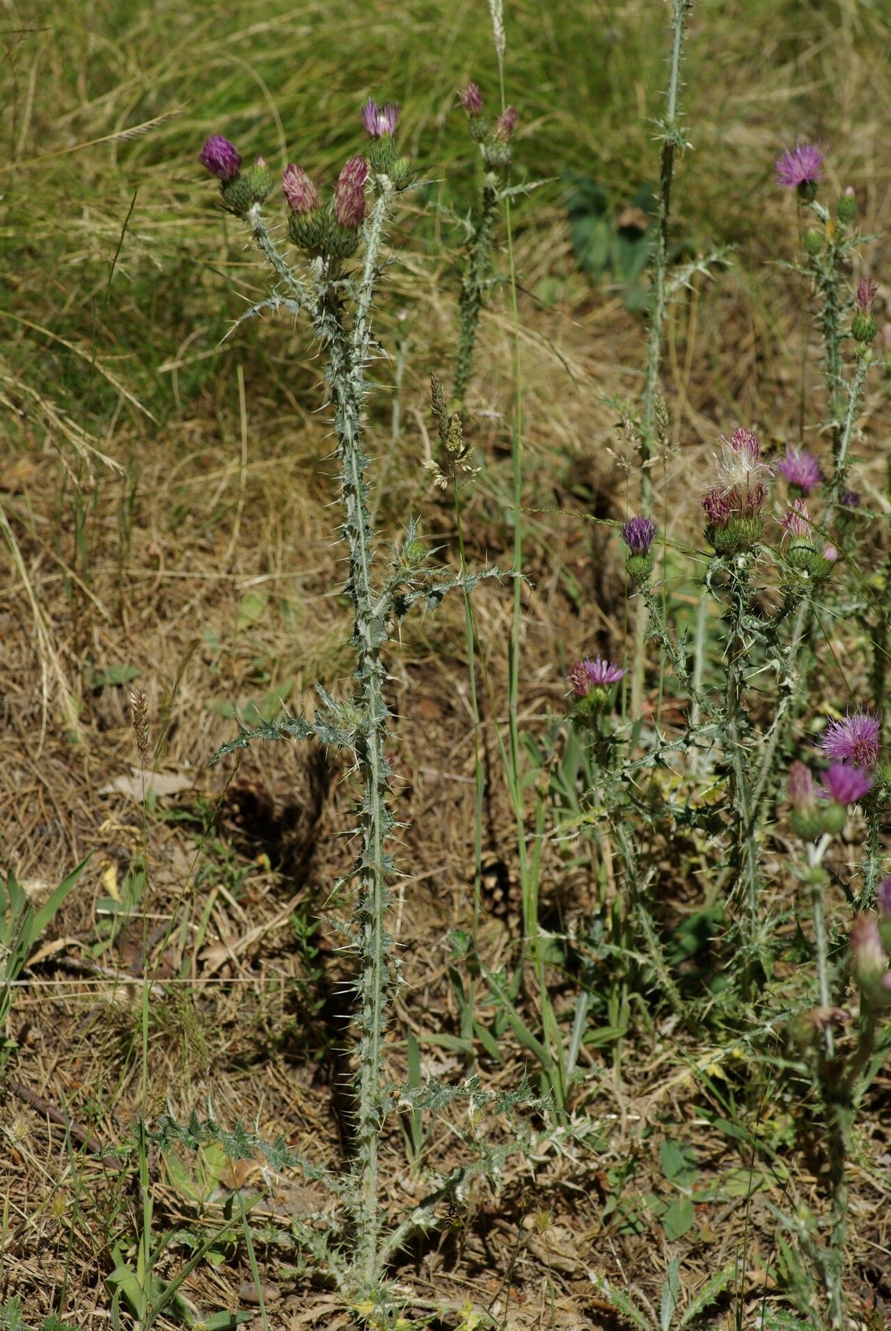 Carduus carpetanus habit