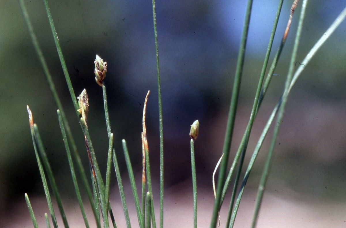 Eleocharis bonariensis habit