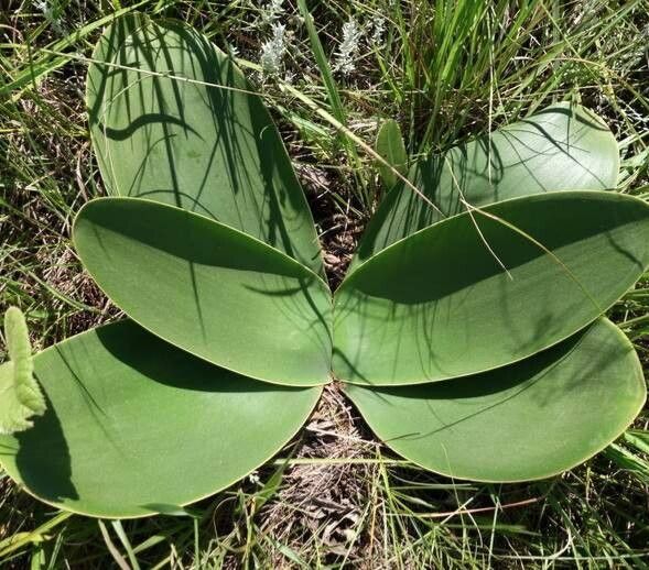 Brunsvigia radulosa habit