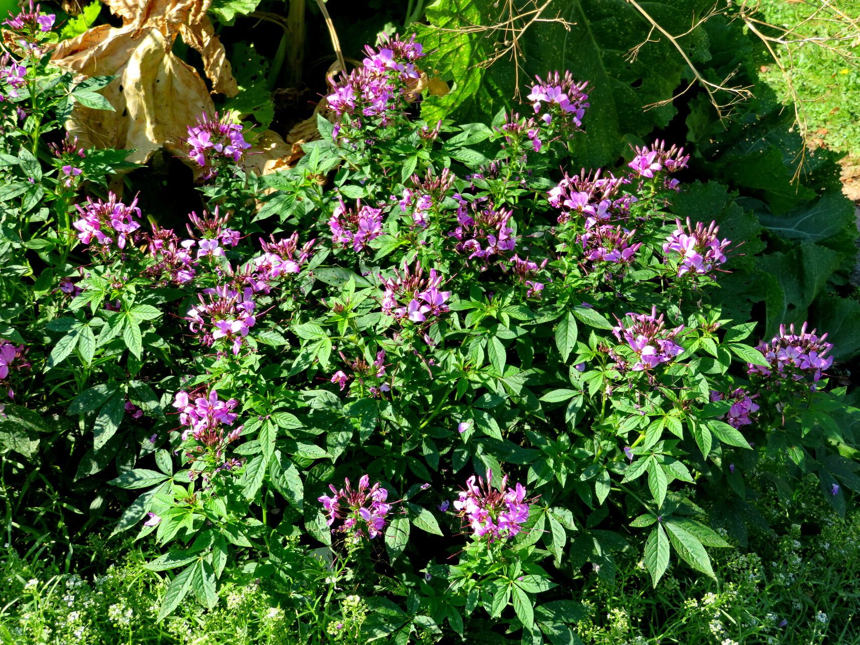 Cleome violacea habit