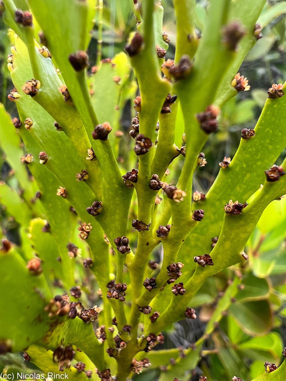 Exocarpos neocaledonicus leaf