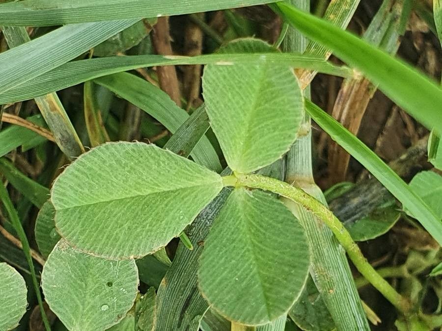 Trifolium cheranganiense — houseplant care guide