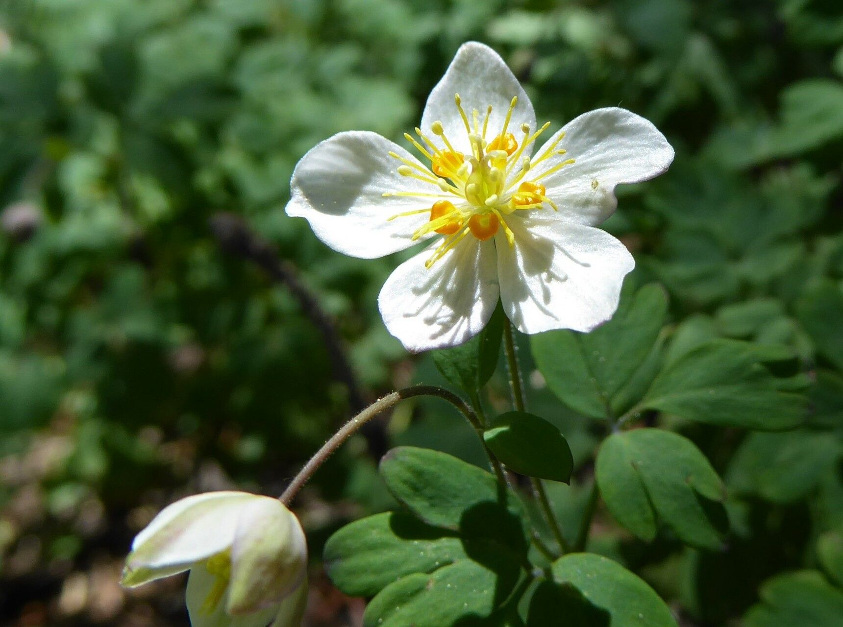 Isopyrum anemonoides — related species from the same genus