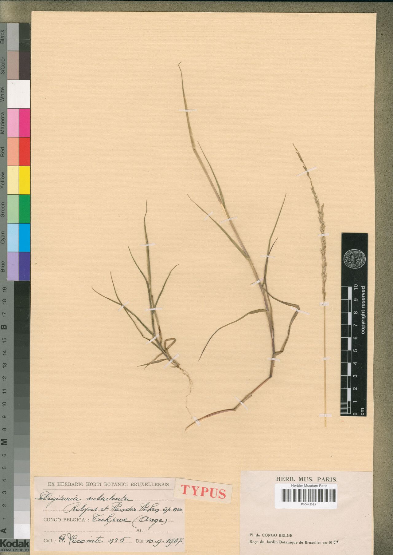 Digitaria subsulcata — houseplant care guide