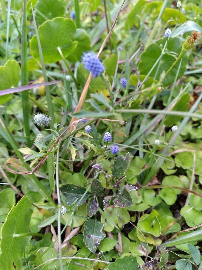 Eryngium prostratum — search result for 'Eryngium'