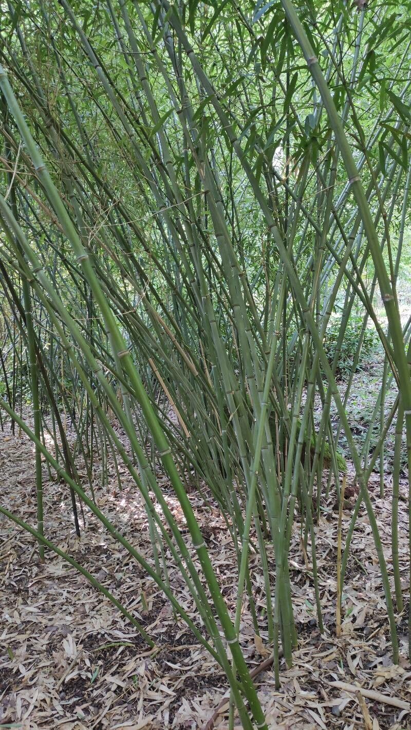 Phyllostachys bambusoides habit