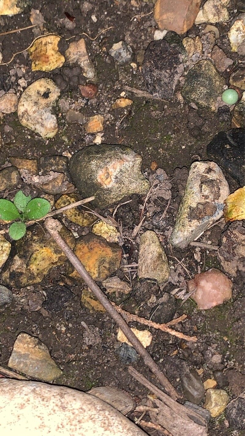 Myosotis brachypoda — houseplant care guide