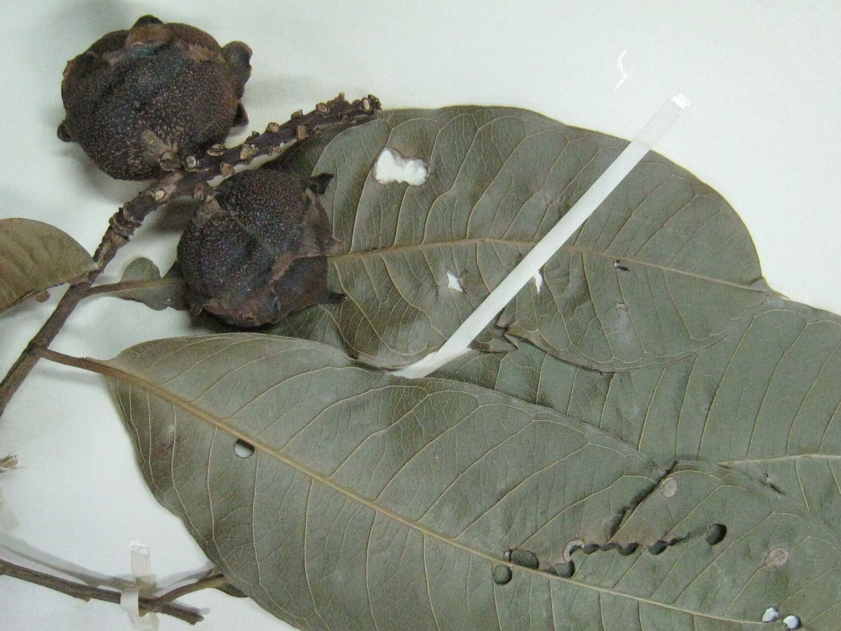 Eschweilera simiorum other