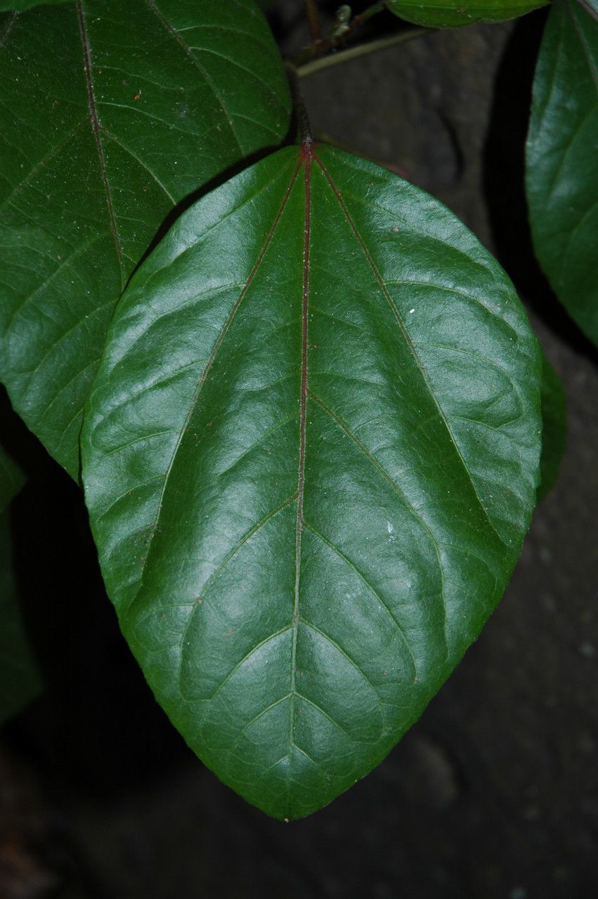 Hibiscus arnottianus leaf