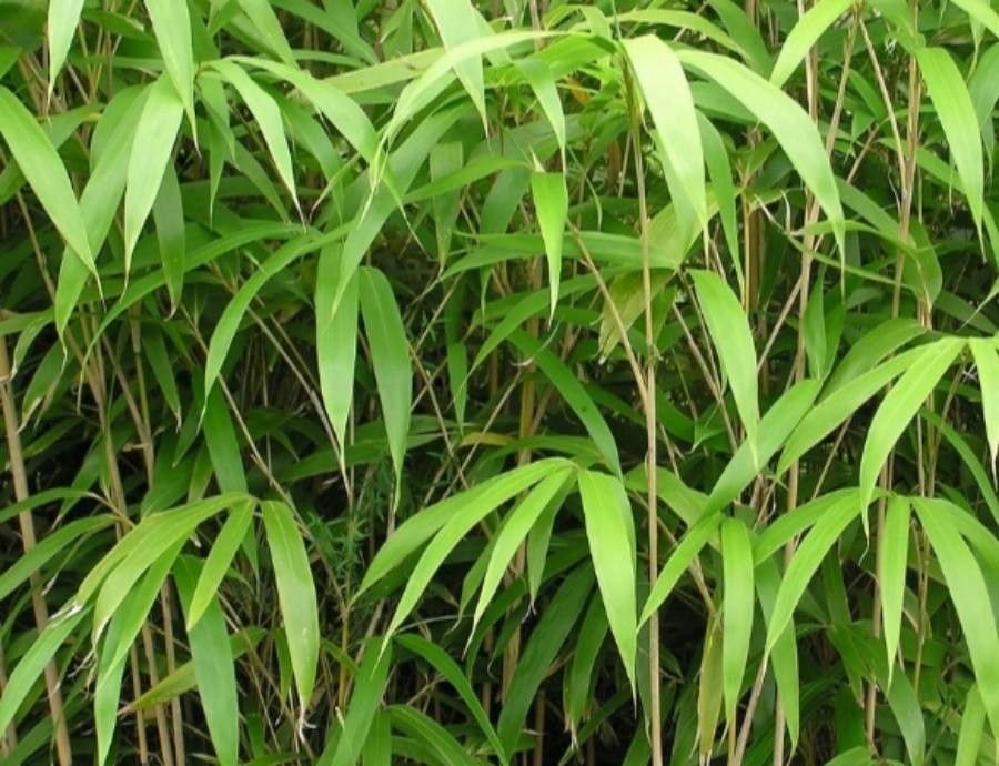 Pseudosasa japonica — search result for 'Bamboo'