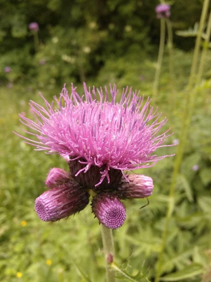 Cirsium rivulare flower
