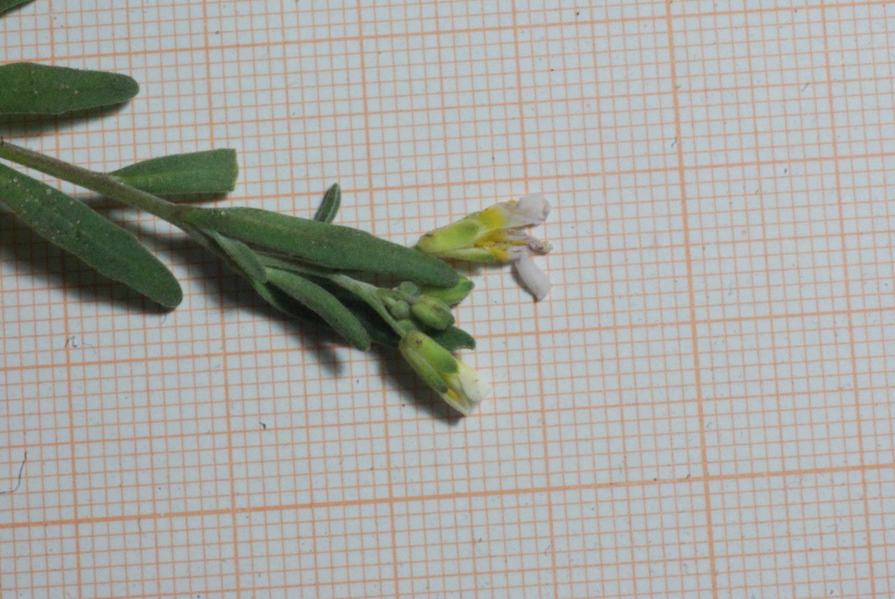 Malcolmia doumetiana flower