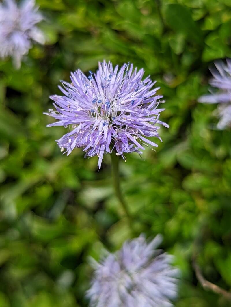 Globularia meridionalis flower