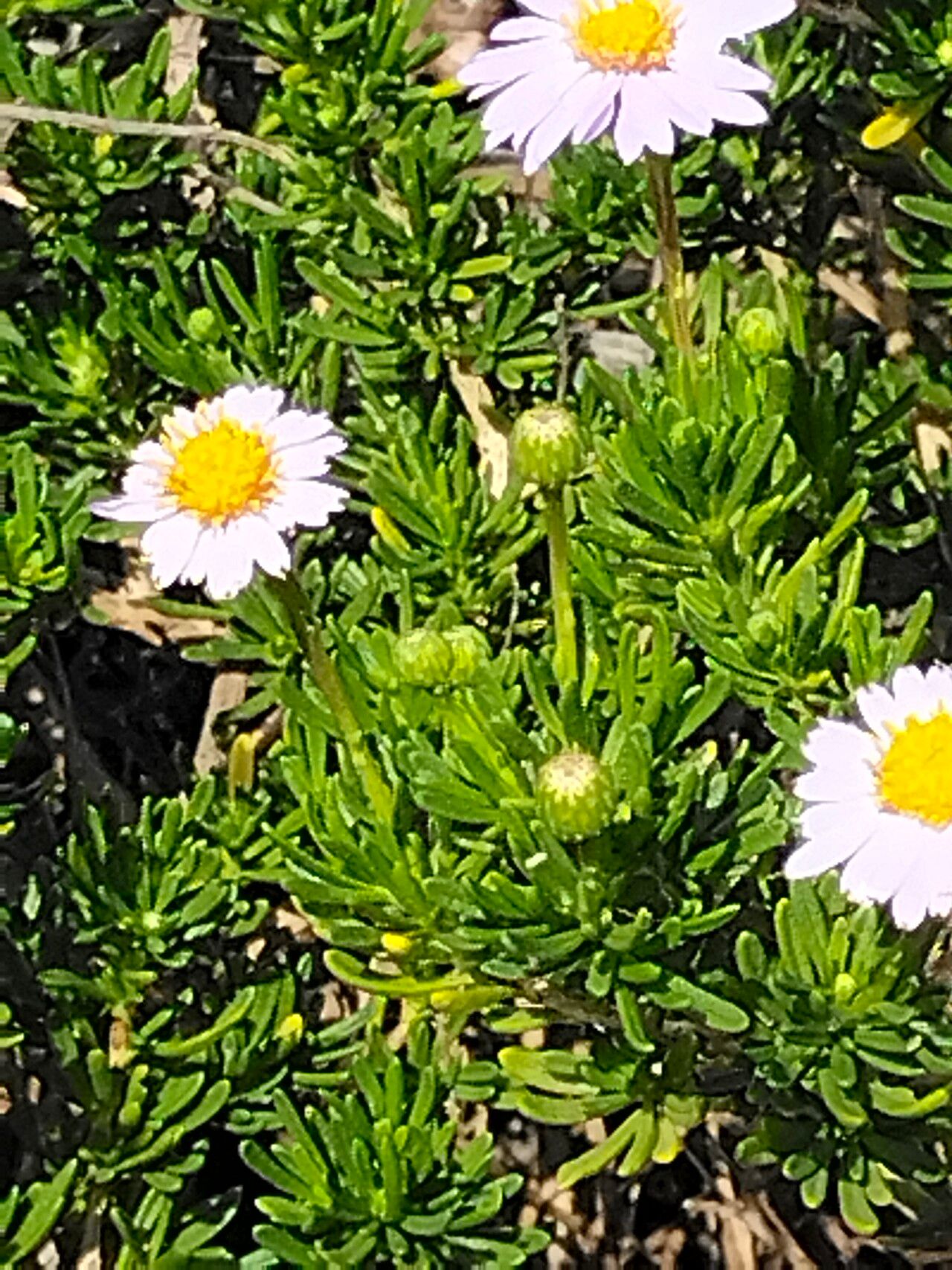 Felicia filifolia leaf