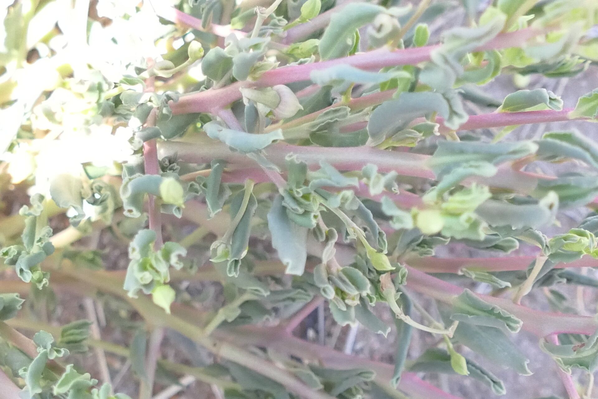 Talinum arnotii bark