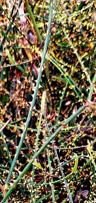 Rubus cissoides — houseplant care guide