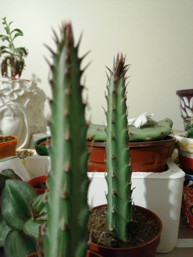 Kleinia stapeliiformis bark