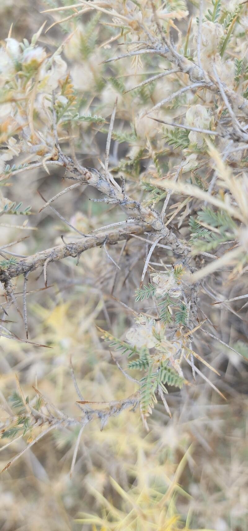 Astragalus piptocephalus bark