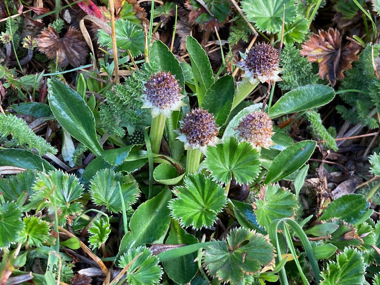 Eryngium humile habit