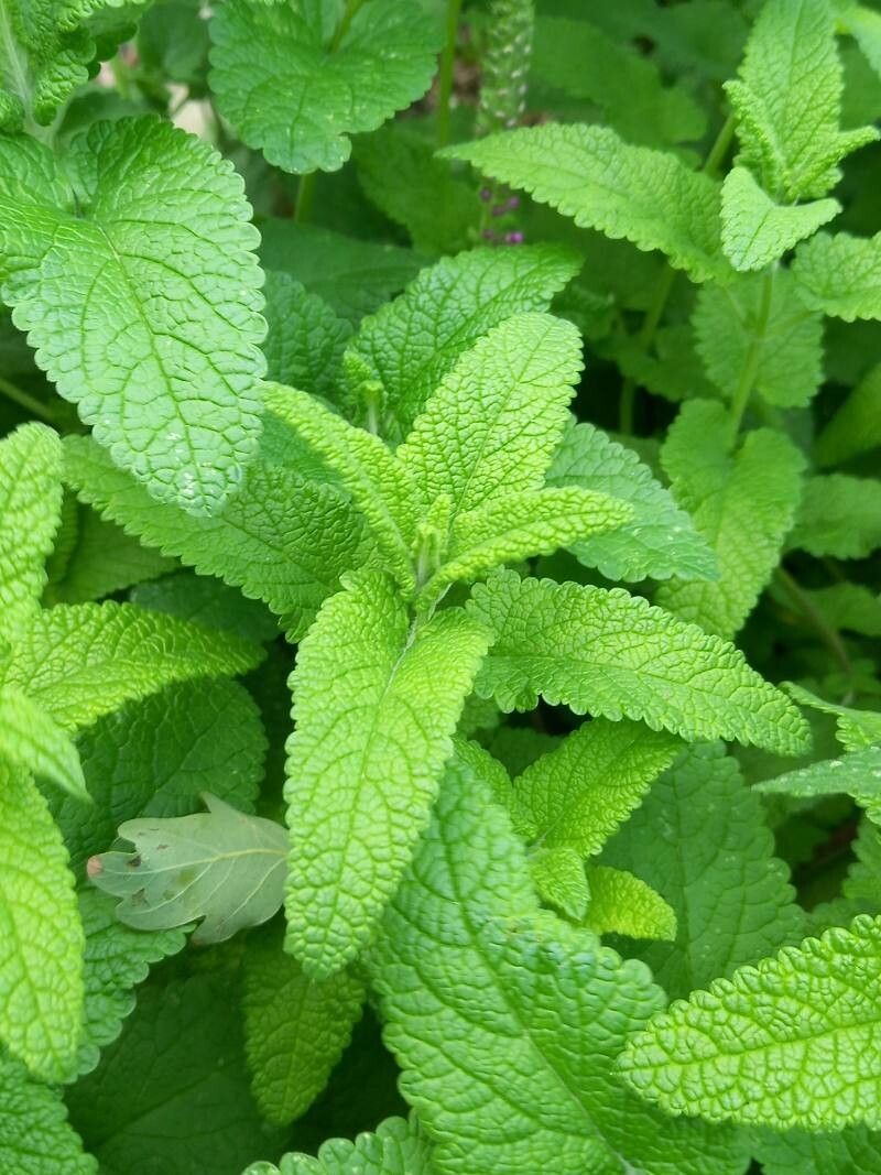 Teucrium halacsyanum — search result for 'Teucrium'